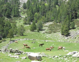 Sortida de Raquetes a l'Estall Serrer